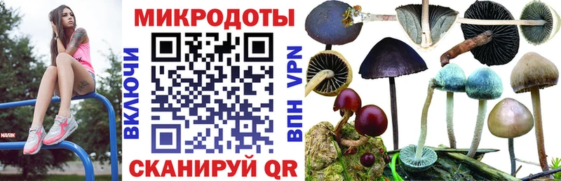 Купить  Ершов  Псилоцибиновые грибы Psilocybine cubensis 